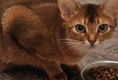 Сколько живут кошки Продолжительность жизни сиамских котов в домашних условиях