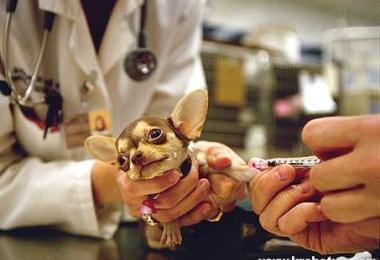 Стерилизация собак: плюсы и минусы, консультации ветеринарного врача