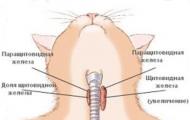 Кошка после стерилизации просит кота: последствия операции, особенности, уход за кошкой, советы ветеринаров