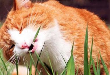 Можно ли кошкам давать траву Почему коты едят осоку