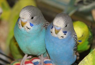 Как определить пол у попугаев неразлучников?