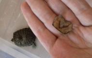Как ухаживать за сухопутными черепахами Что нужно для домашней черепашки