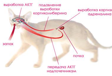 ZCats - Загадочные кошки, коты и котята На сколько развит мозг у кошек