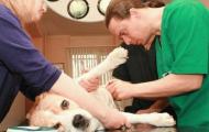 Стерилизация собак: плюсы и минусы, консультации ветеринарного врача