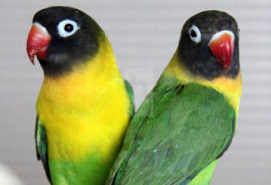 Описание попугаев неразлучников Попугай неразлучник описание