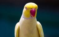 Вы не знаете, как научить волнистого попугая разговаривать?