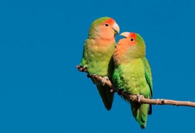 Все об обитателях Мадагаскара – попугаях Неразлучниках Попугайчики неразлучники уход и содержание