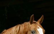 Чубарая масть лошадей: виды и породы Чубарый окрас