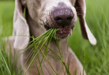 Собака ест траву. Что это значит? Логичные объяснения почему собаки едят траву Собаке плохо от травы