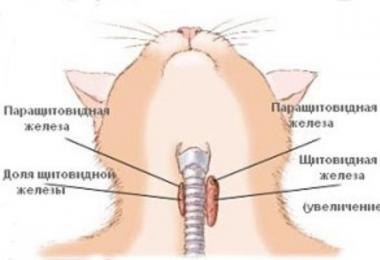 Кошка после стерилизации просит кота: последствия операции, особенности, уход за кошкой, советы ветеринаров