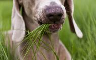 Собака ест траву. Что это значит? Логичные объяснения почему собаки едят траву Собаке плохо от травы