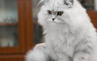 Сколько живут нестерилизованные кошки в домашних условиях