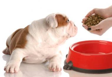 Почему собака не ест корм