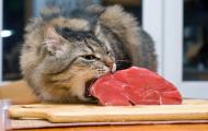 Чем кормить кошку — кормами или натуральной едой?