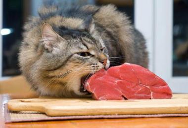 Чем кормить кошку — кормами или натуральной едой?