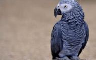 Жако или африканский серый попугай: все секреты для любителей пернатых Уход за попугаем жако