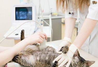 Как определить, что кошка беременна Как определить беременность кошки после вязки