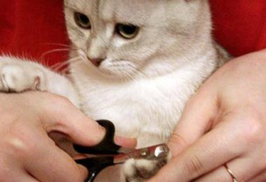 Как подстричь когти котенку или кошке в домашних условиях