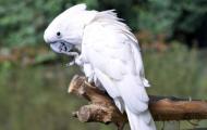 Сколько могут прожить попугаи какаду?